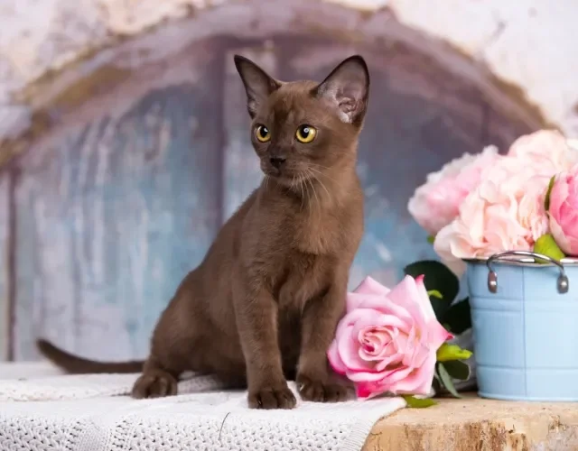 Gato marrom Birmanês