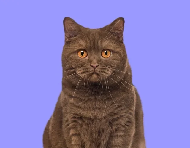 Gato marrom British Shorthair