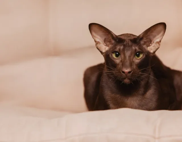 Gato marrom Oriental Shorthair
