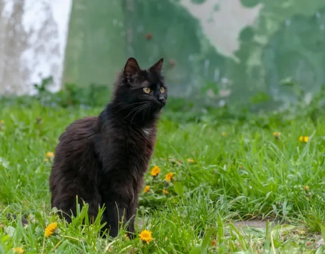 Gato marrom York Chocolate