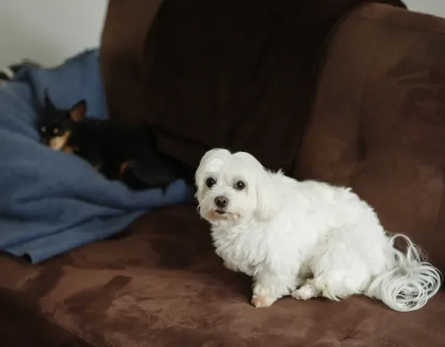 Maltês micro não tem problema em se relacionar com outros cães