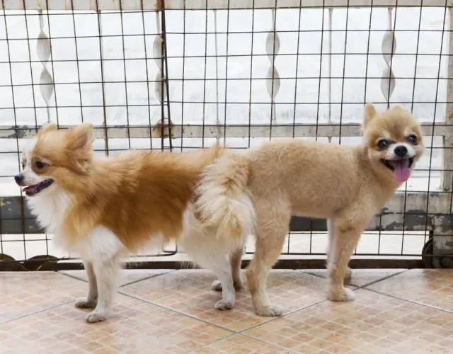Dois cachorros grudados Chihuahua