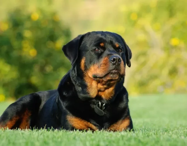 Rottweiler deitado na grama