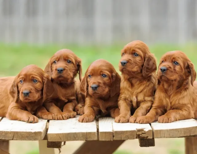 Cinco filhotes de Setter Irlandês lado a lado