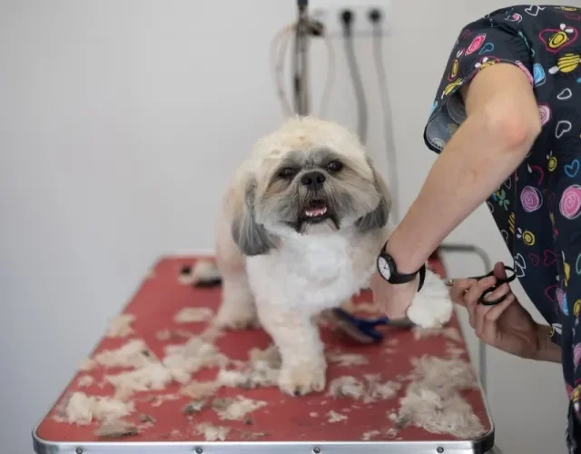 Shih tzu branco e cinza em cima de mesa tendo os pelos das patas aparados