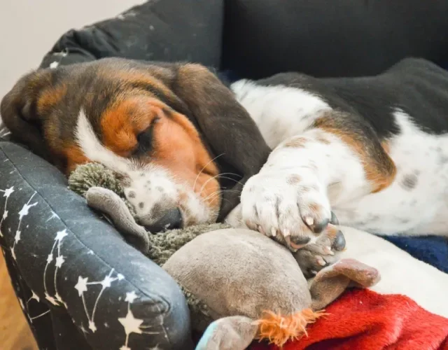 Basset Hound filhote dormindo em uma caminha estrelada
