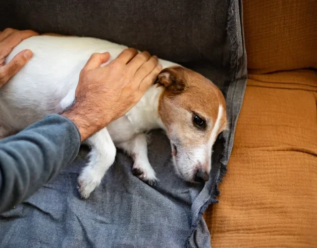 Cachorro com giárdia em cães com inchaço abdominal