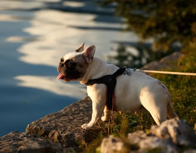 Bulldog Francês com coleira passeando ao ar livre