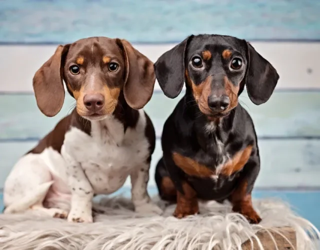 Dois cachorros salsichas lado a lado