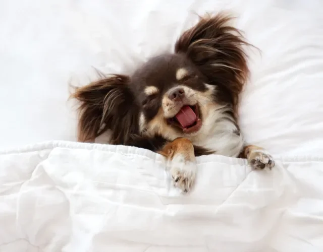 Chihuahua pelo longo marrom bocejando deitado na cama