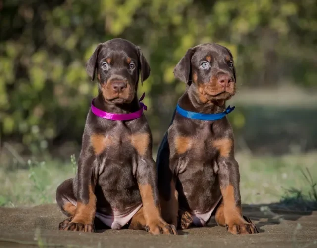 Dobermans filhotes sentados