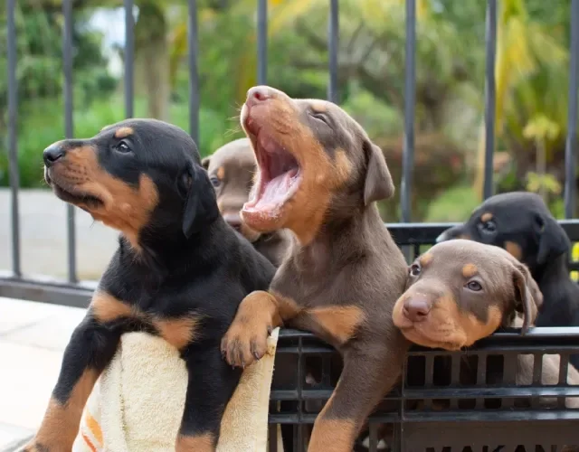 Filhotes de Doberman dentro de cesto