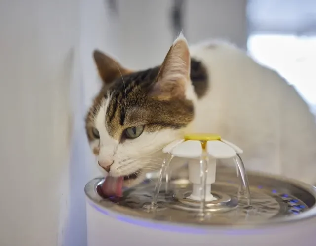 Fonte de água para gatos