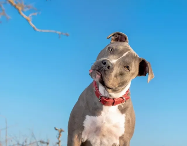 O cão Pitbull não corresponde aos estereótipos
