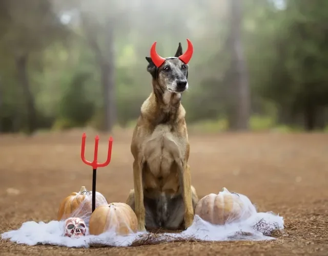 Fantasia para cachorro: 