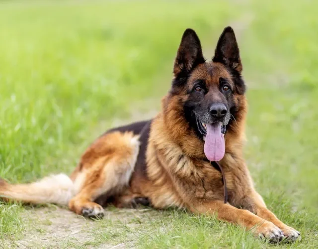 Cachorro lobo Pastor Alemão