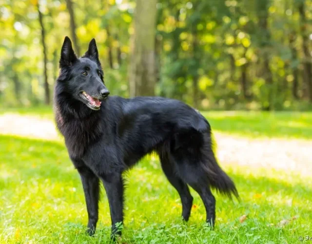 Cachorro que parece lobo Pastor Belga