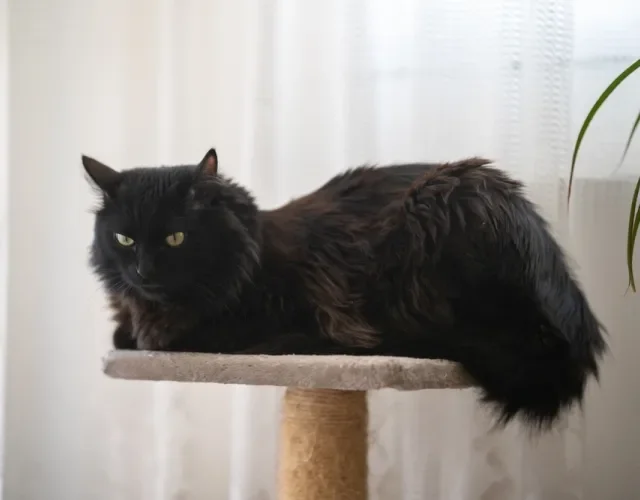 Gato Angorá preto