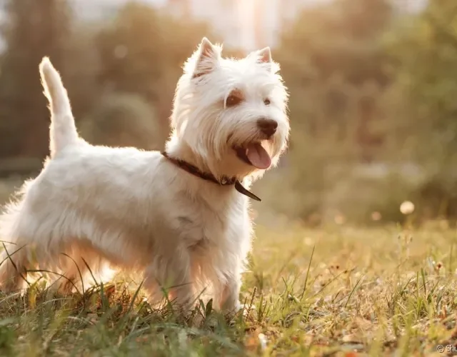 West Highland White Terrier com a língua de fora ao ar livre