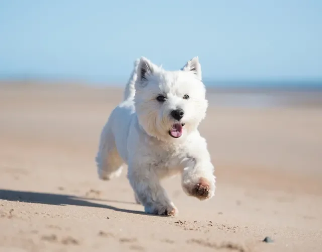 West Highland White Terrier correndo na praia