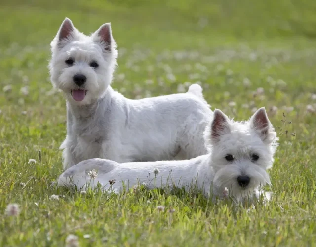 Dois cachorros West Terrier deitados ao ar livre