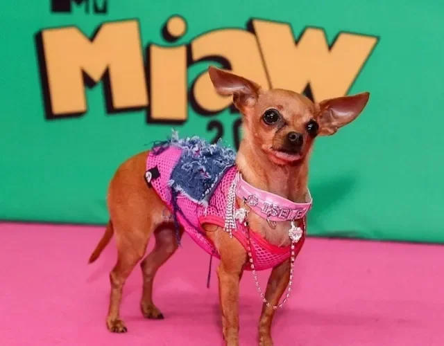 Cachorrinha da cantora Luisa Sonza