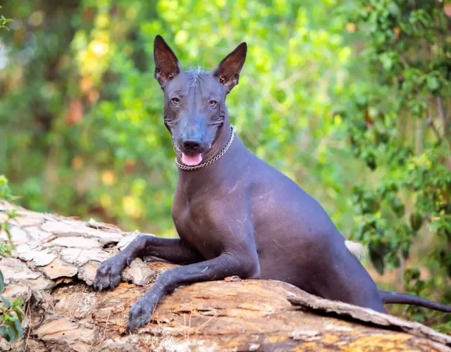 Xoloitzcuintle em cima de tronco