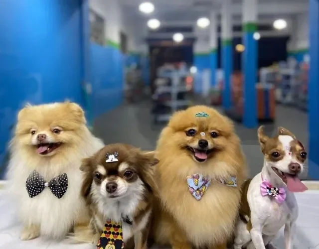 Cachorros da atriz Larissa Manoela