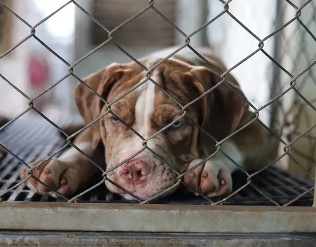 American Bandogge atrás de grades