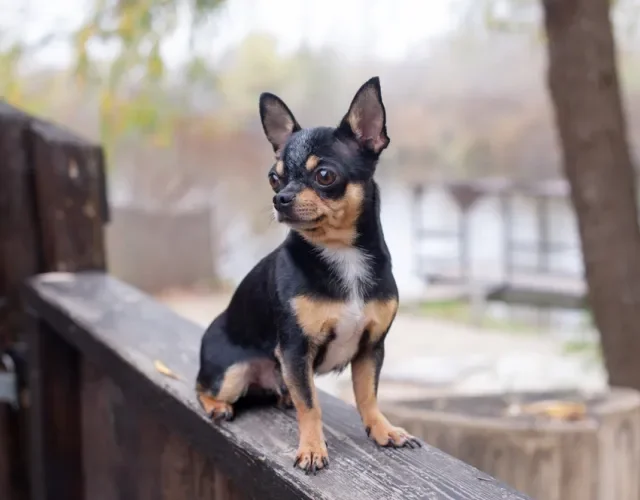 Chihuahua preto na varanda