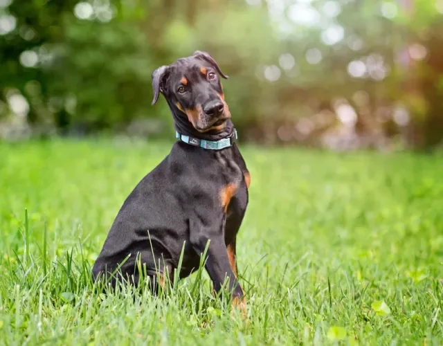 Doberman sentado na grama