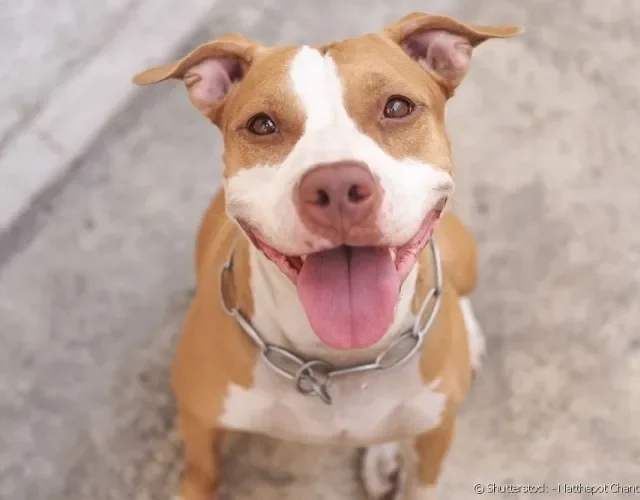 Cachorro Pitbull com língua de fora