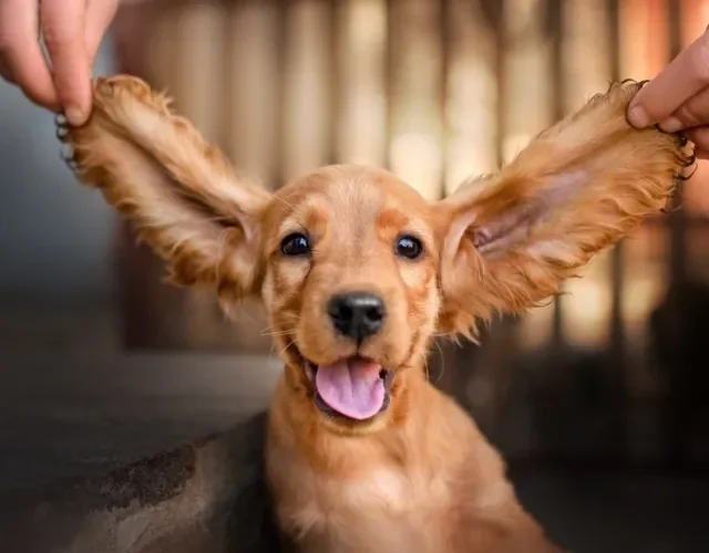 Cocker Spaniel com orelhas grandes