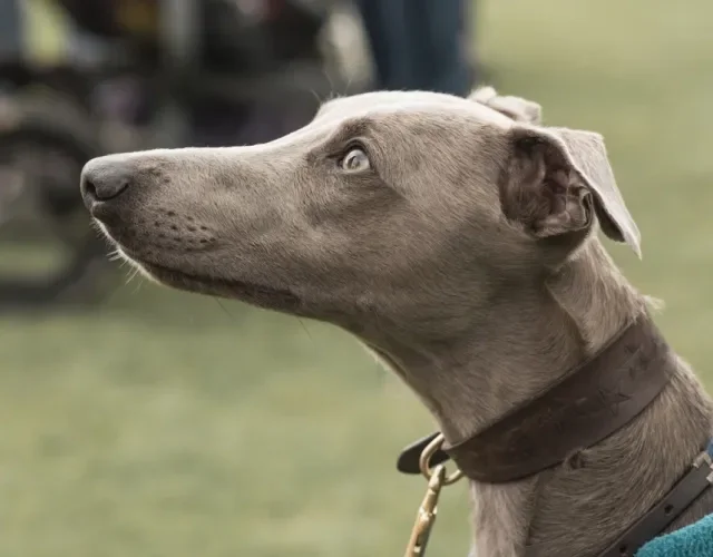 Cão Greyhound cinza de perfil