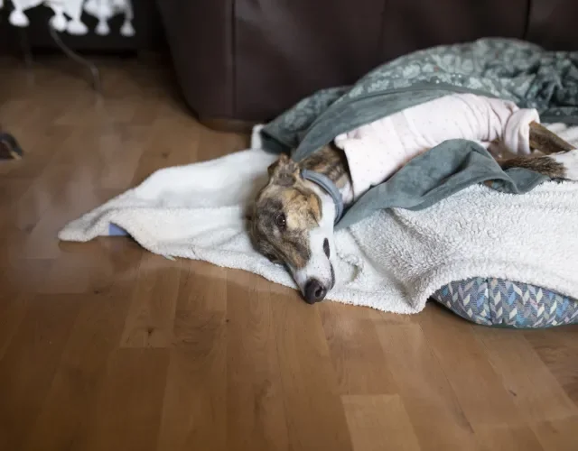 Cachorro Galgo deitado na cama com cobertas e roupinha