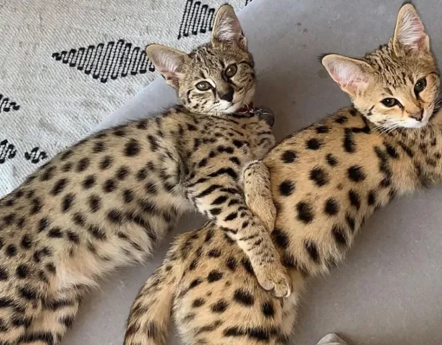 Dois gatos Savannah deitados juntos