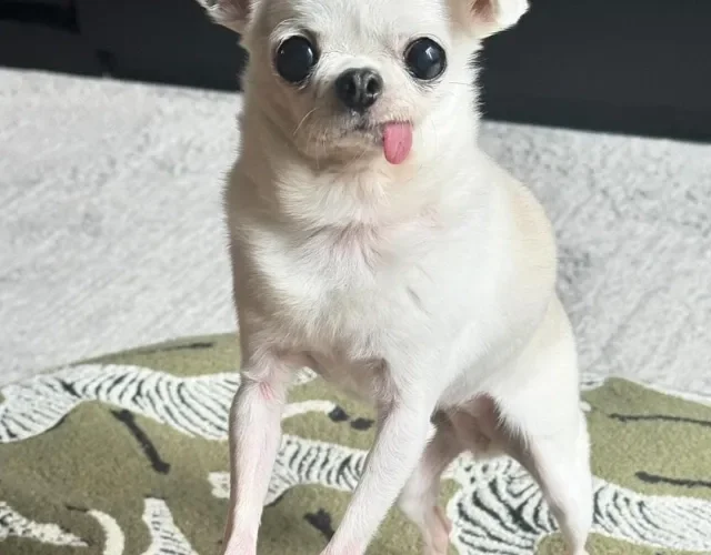 Chihuhua branco com a língua de fora