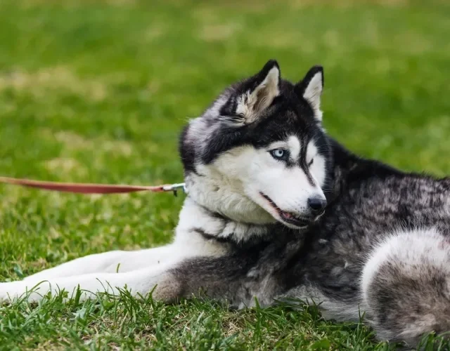 Husky Siberiano deitado na grama
