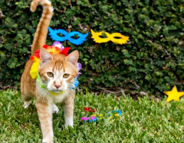 felino usando fantasia para gato