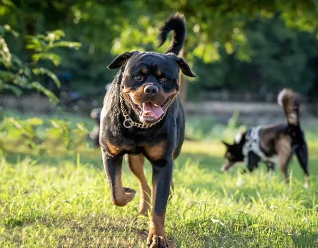  Rottweiler ao ar livre