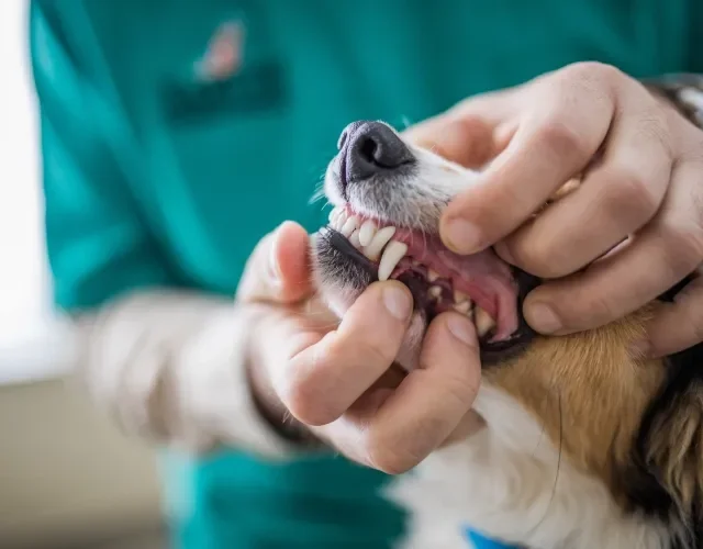 humano abrindo boca de cachorro adulto para mostrar os dentes