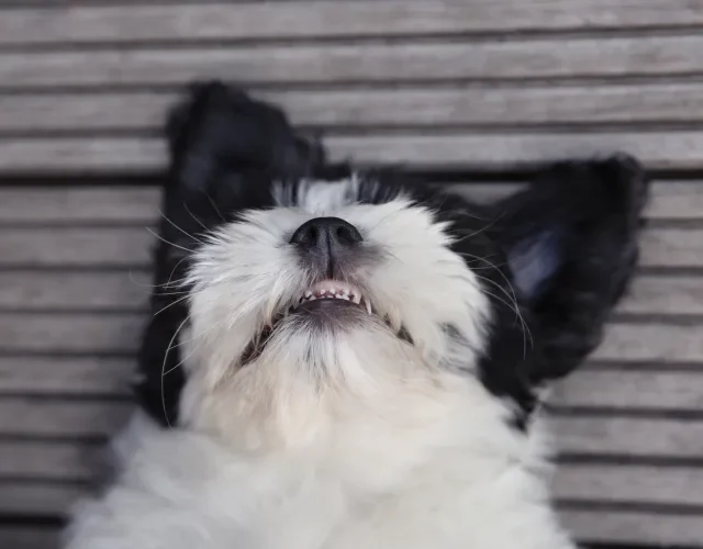 cachorro filhote com a boca aberta mostrando dente