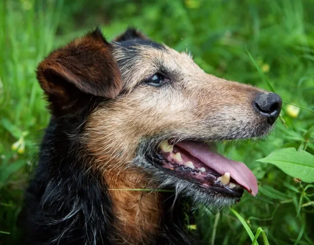 cachorro idoso com boca aberta mostrando dentes