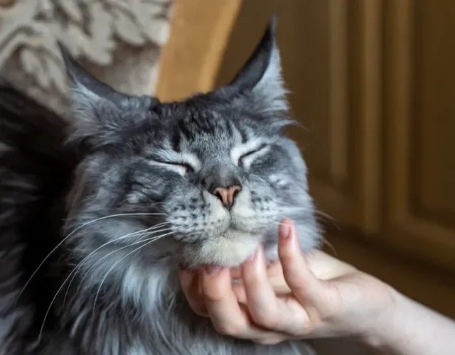 O gato Maine Coon é carinhoso e gosta de receber carinho gato maine coon recebendo carinho