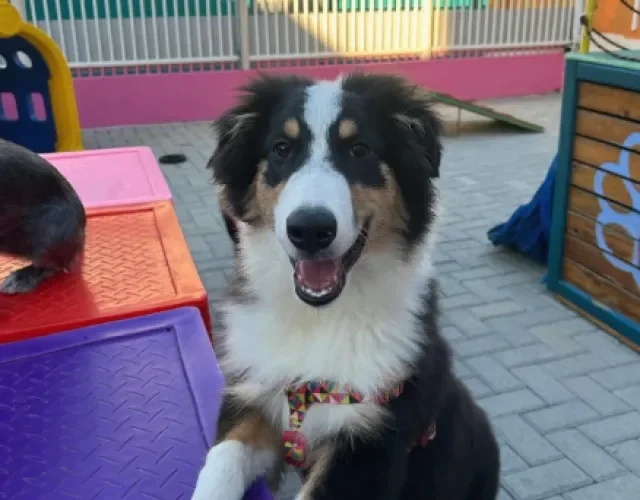 cachorro peludo feliz na creche