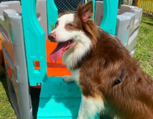 husky feliz no brinquedo da creche