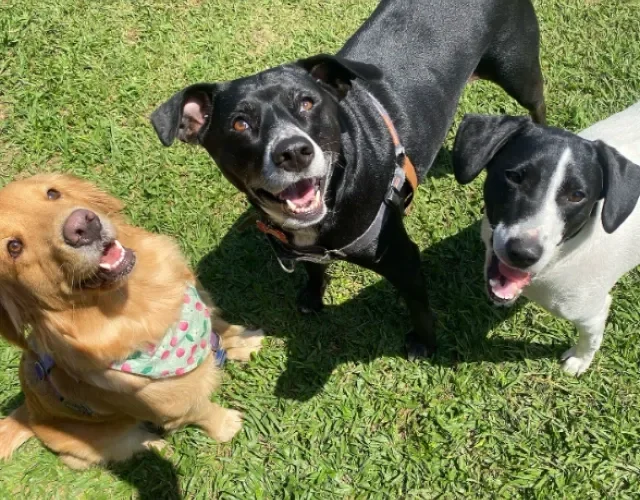 três cachorros felizes em cima de gramado