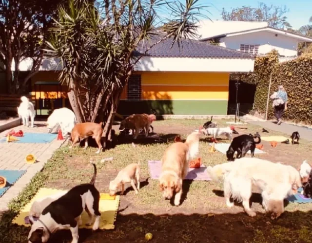 cachorros brincando na creche ao ar livre