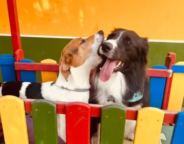 dois cachorros dentro de um cercadinho colorido