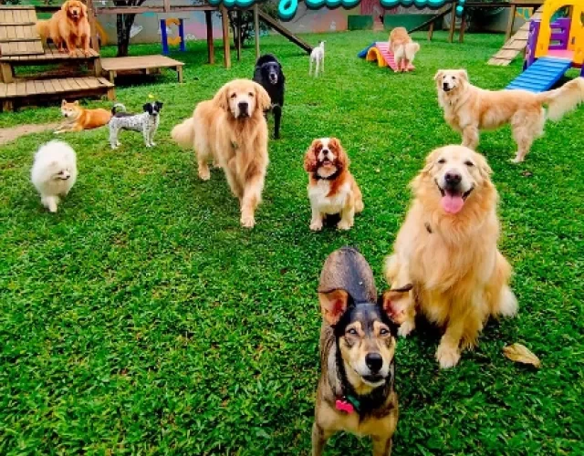 vários cachorros em um gramado verde